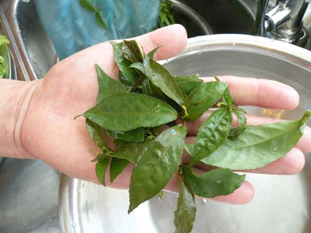 Lá dít là lá gì?