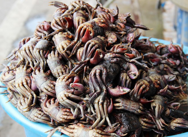 Ba khía - món ăn mùi nhớ