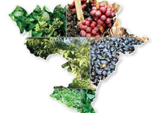 Hành trình vẽ bản đồ gia vị Việt Nam