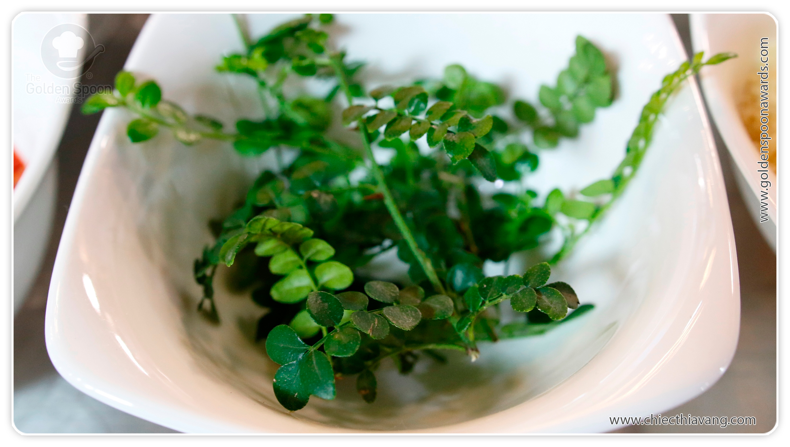 Cây sọ chó “làm dâu” Sài Gòn