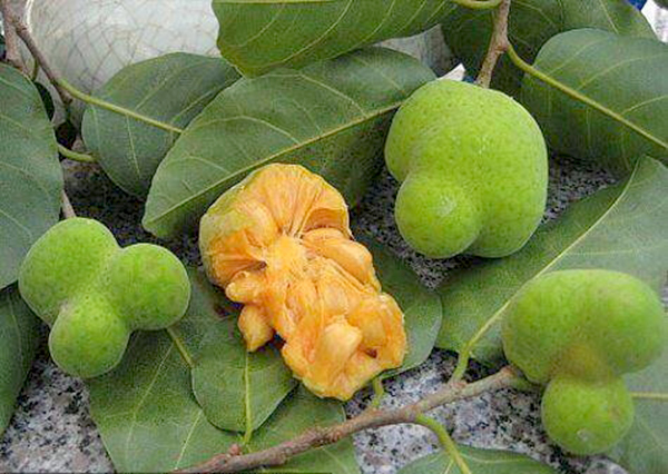 Gia vị đặc biệt trên bàn tiệc Chiếc thìa vàng 2015