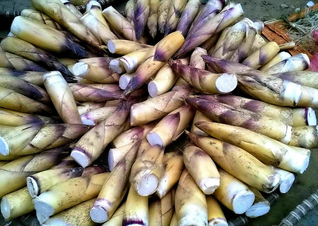  Rộ mùa măng vầu Tây Bắc 