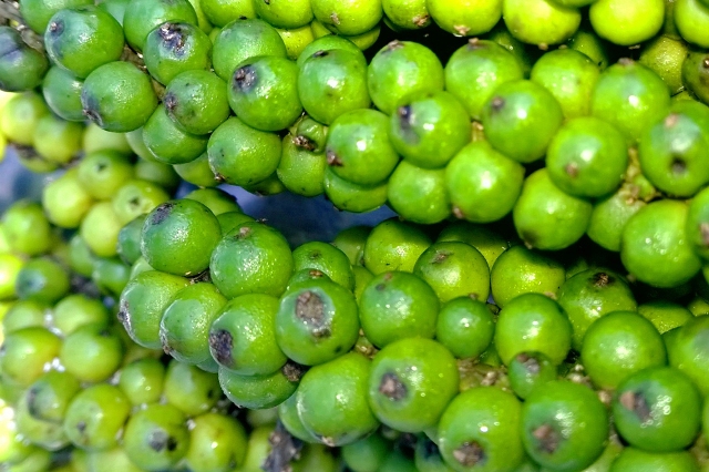 Hạt tiêu: thăng trầm chỉ một vị cay