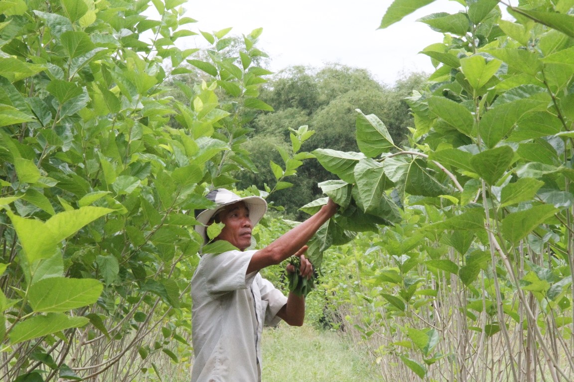  Làng tằm... ẩm thực 