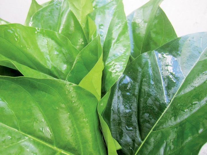 Lá nhàu nên thuốc