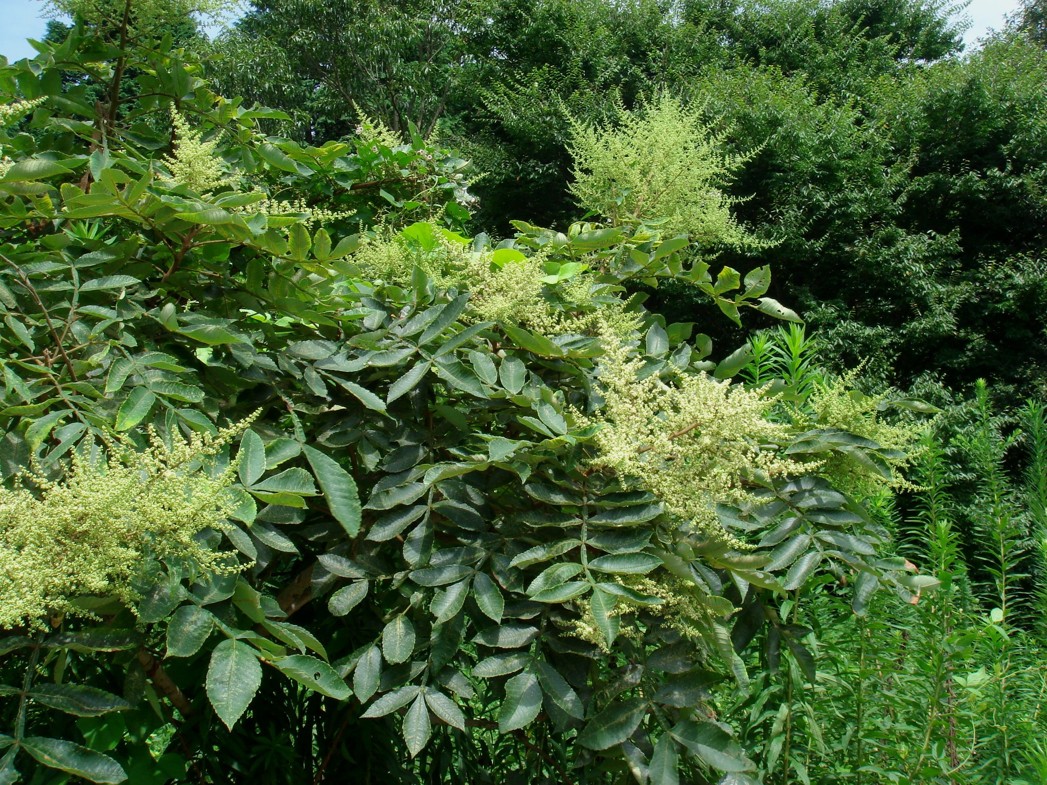 Kì bí cây muối rừng