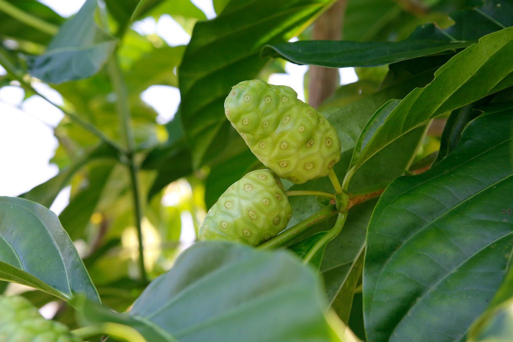 Nhàu vào thực đơn, món ăn ra thuốc