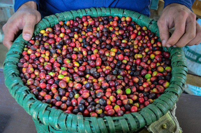 Cà phê xịn nhất thế giới được sản xuất như thế nào?