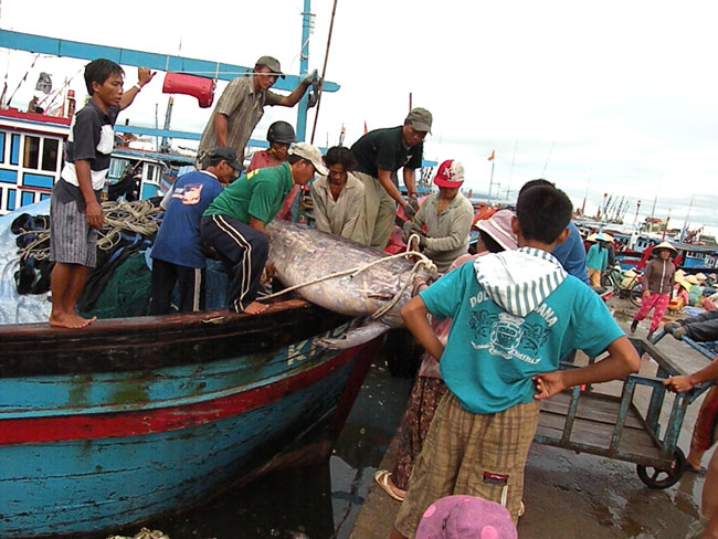 Nỉ non bầy cá biển sâu