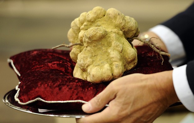 Nấm truffle: "Kim cương của nhà bếp"