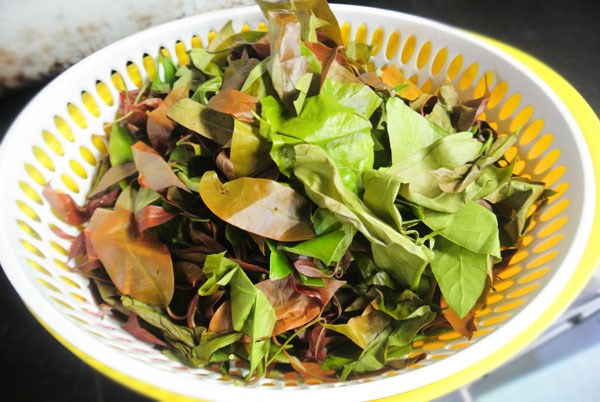 Những món ngon từ đặc sản lá bép Tây Nguyên