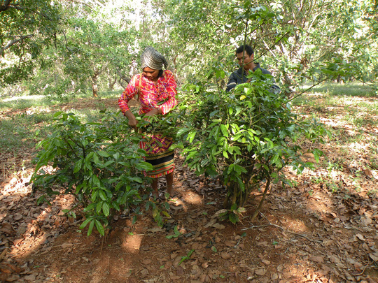 Kỳ thú với "lá bột ngọt" trên rừng! 