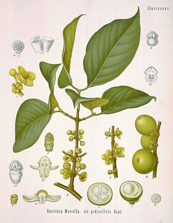 Ghi chép về khẩu vị: Chua cay ngọt bùi