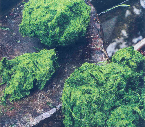 Moss of the Ma River – a unique dish in Son La