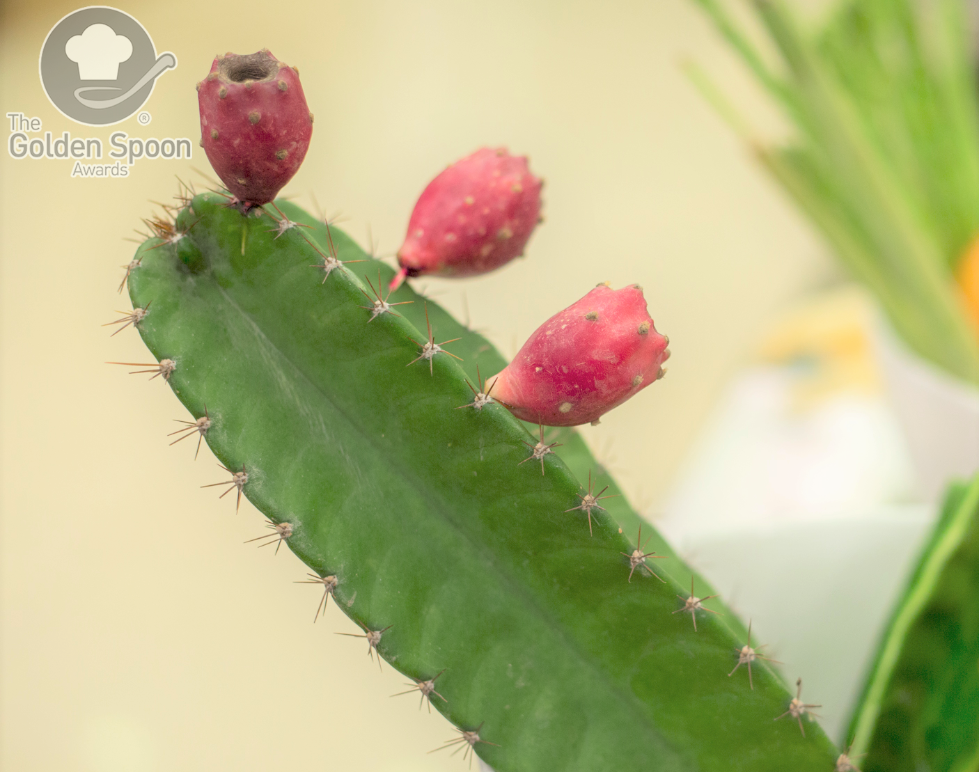 Xương rồng – “siêu thực phẩm” mới 