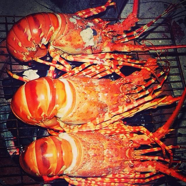 Lobster Guide: Claws Converge On Five Islands