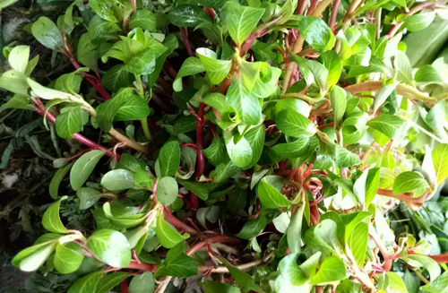 Những loại rau dân dã trong ẩm thực miền Tây 