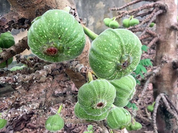 ​Các món ăn chế biến từ trái vả - đặc sản ẩm thực đất cố đô