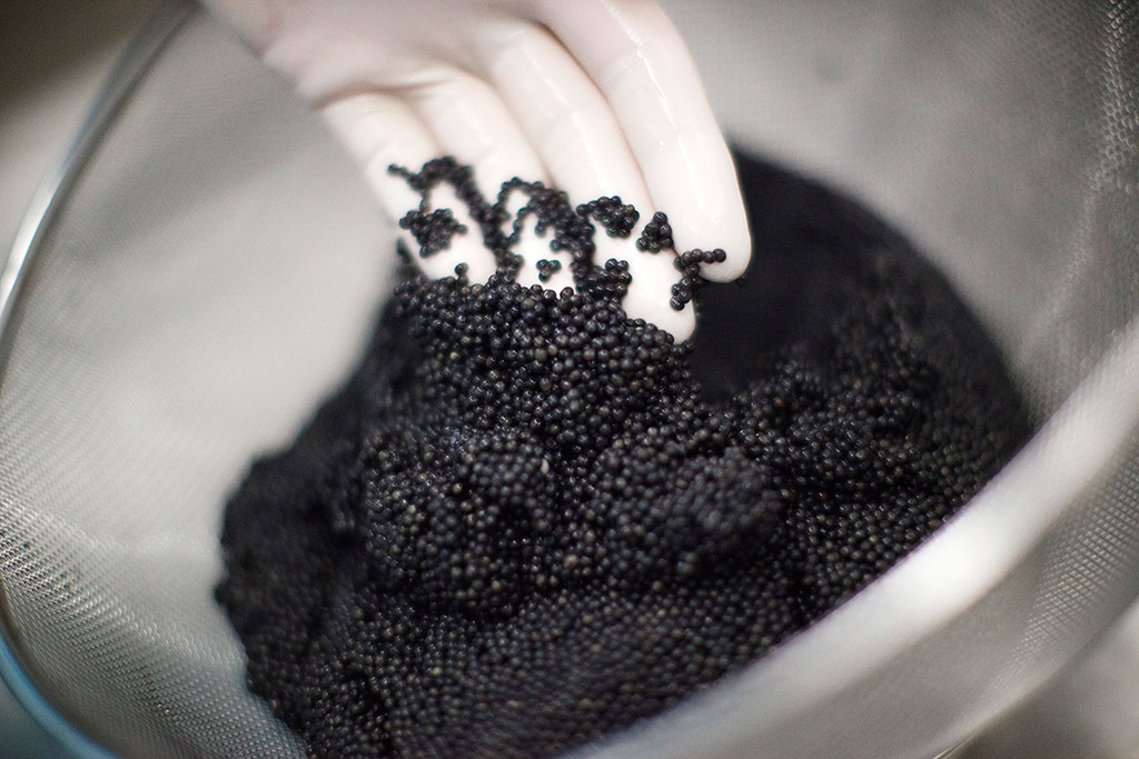 Mục sở thị món ăn xa xỉ bậc nhất hành tinh: Trứng cá tầm giá bạc tỷ