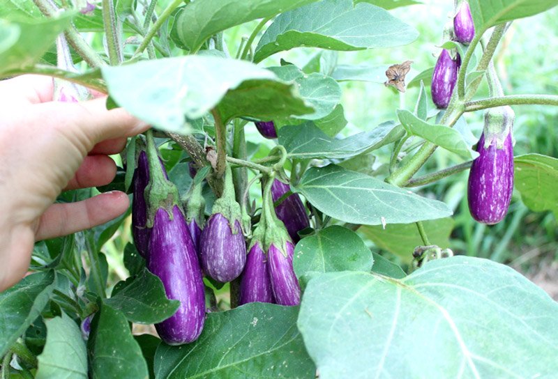 Ăn cà tím thế nào để loại bỏ chất độc hại