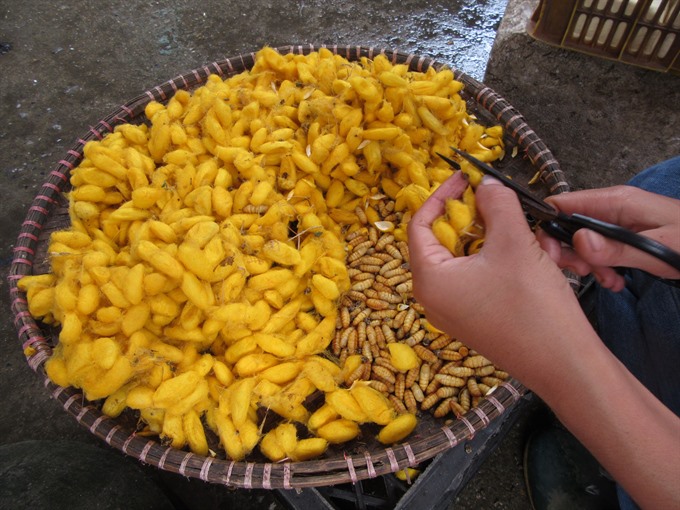 Insects A Delicacy for Vietnamese Foodies