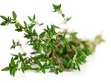 Mighty Thyme: Everything You Ever Wanted to Know About This Tiny Herb