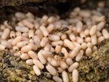 Weaver Ants’ Eggs – Specialty of Ham Ho 