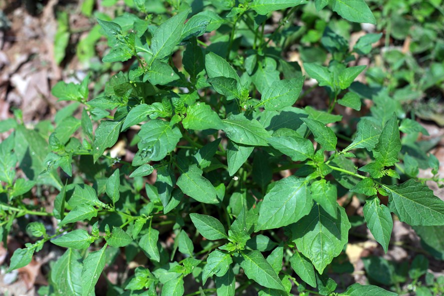 Rau tầm bóp Mộc Châu - ăn một lần là nhớ mãi