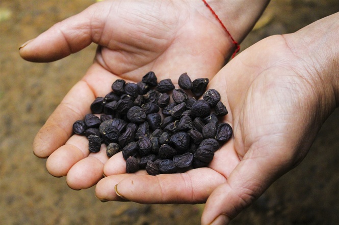Đặc sản “hạt vàng đen” trên núi Na Hang