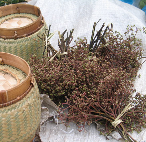 Mắc khén rừng - “Vua” các loại gia vị ở Tây Bắc