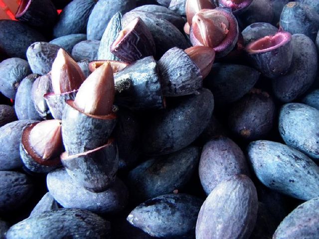 Bất ngờ công dụng chữa bệnh của quả trám