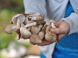 Mushroom – The Representative of Fall Cuisine: Vietnamese Mushroom