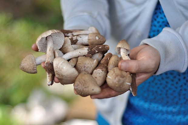 Nấm – đại biểu của ẩm thực mùa thu: Nấm Việt Nam