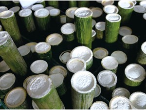 The Healing Properties of South Korea’s Bamboo Salt