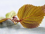 Shiso from A to Z: 26 Things to Know