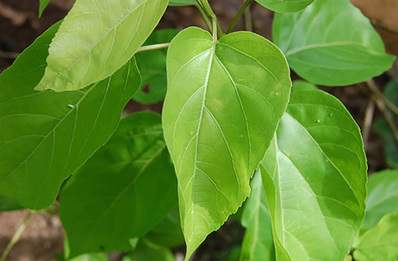 Đến miền Tây ăn ngay lá cách