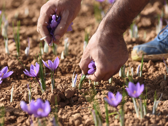Những mỏ vàng mang tên Saffron