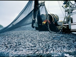 Các đầu bếp hàng đầu châu Âu nói 'không' với hải sản đánh bắt bằng xung điện
