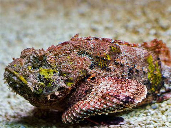 Những loài hải sản xấu xí nhưng siêu “hiếm” ở Việt Nam