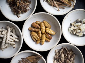 Đầu bếp Thái Lan biến côn trùng thành đồ ăn cao cấp