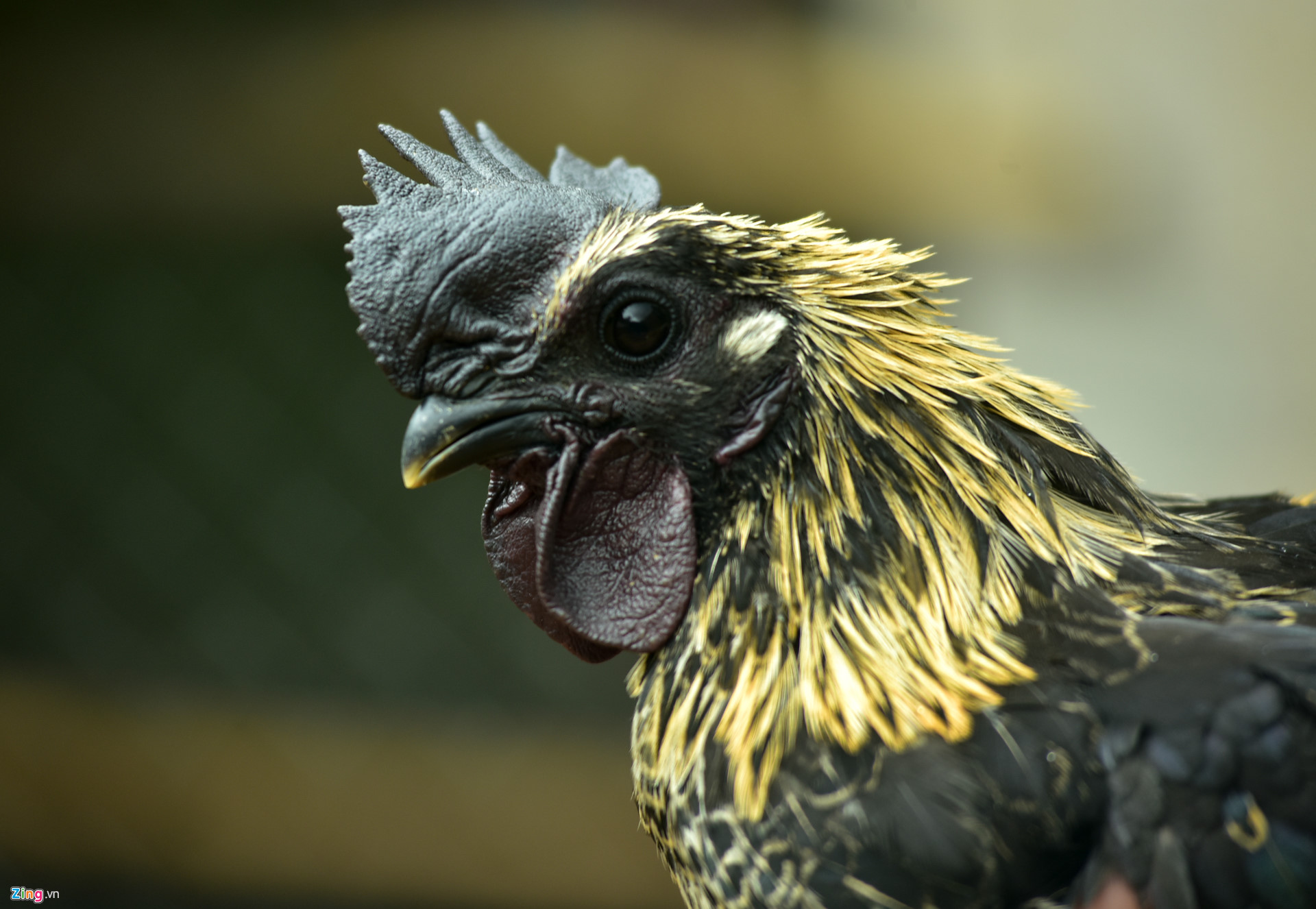 Ngược miền gà đen