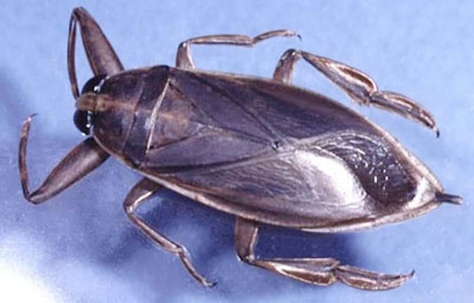 Vì sao “cà cuống chết đít còn cay”?