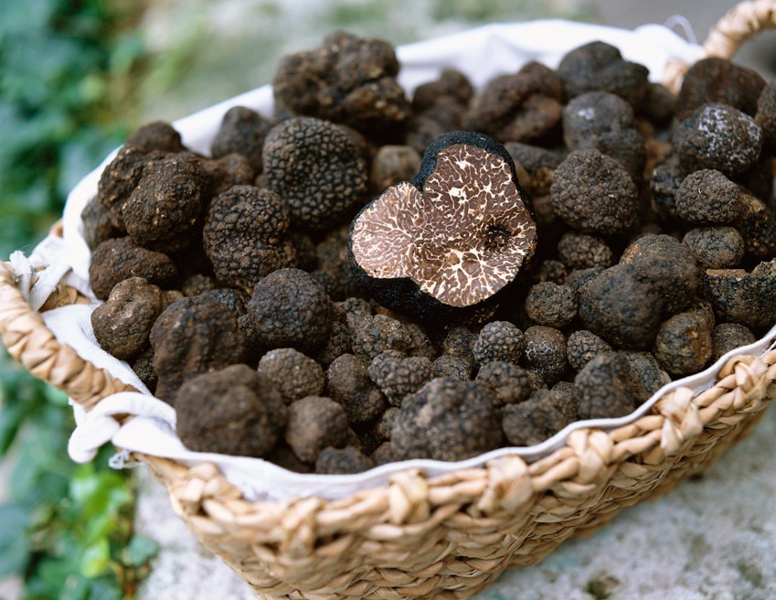 Nấm truffle – hương vị của ẩm thực thượng lưu