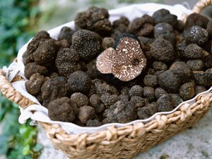 Nấm truffle – hương vị của ẩm thực thượng lưu