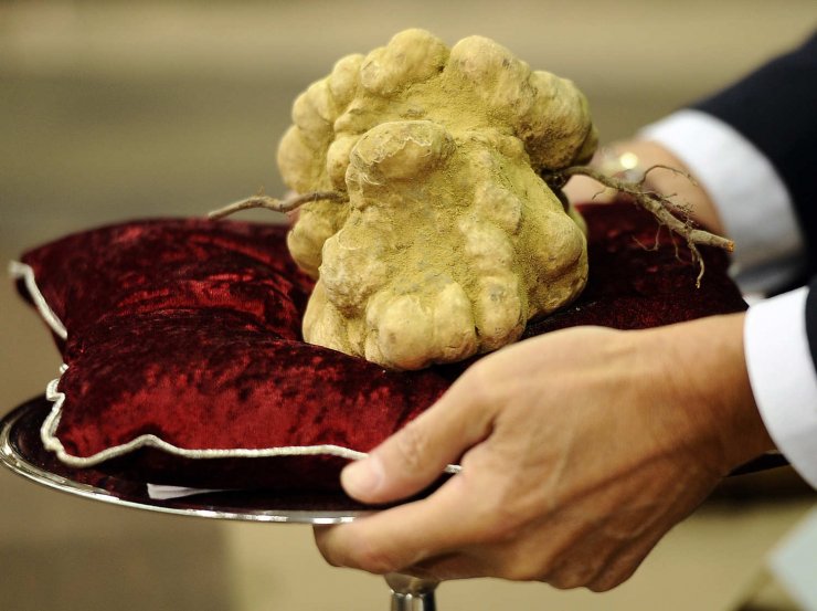 Nấm trắng Alba - loại nấm ăn đắt nhất thế giới