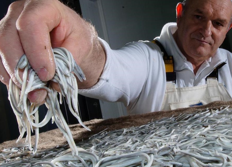 Đặc sản 4.000 euro một cân của Tây Ban Nha