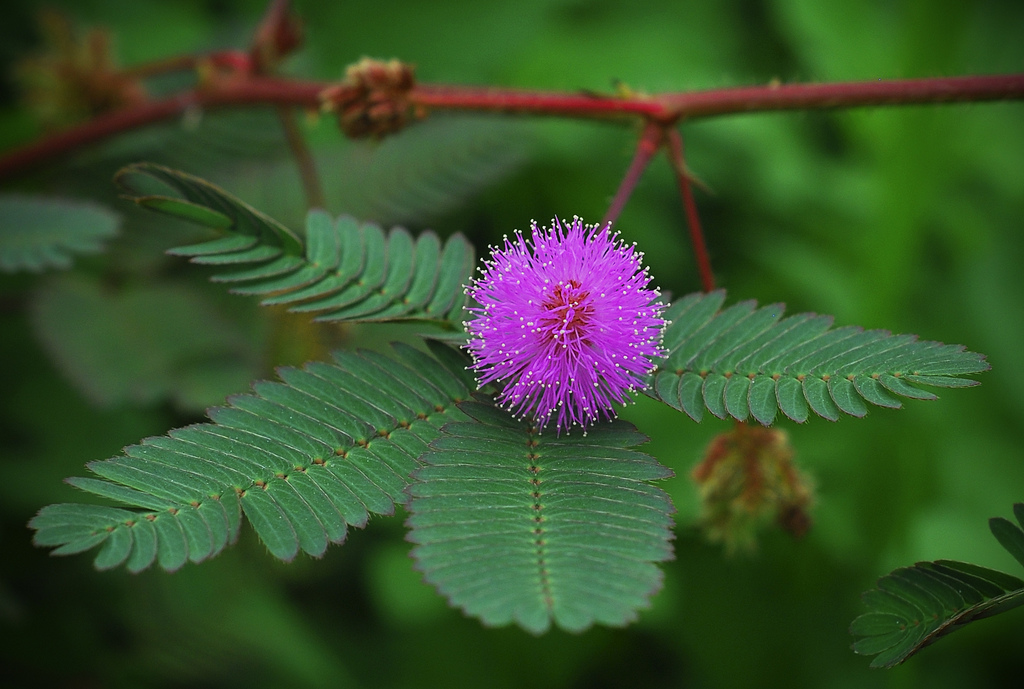 Thuốc từ hoa vườn nhà