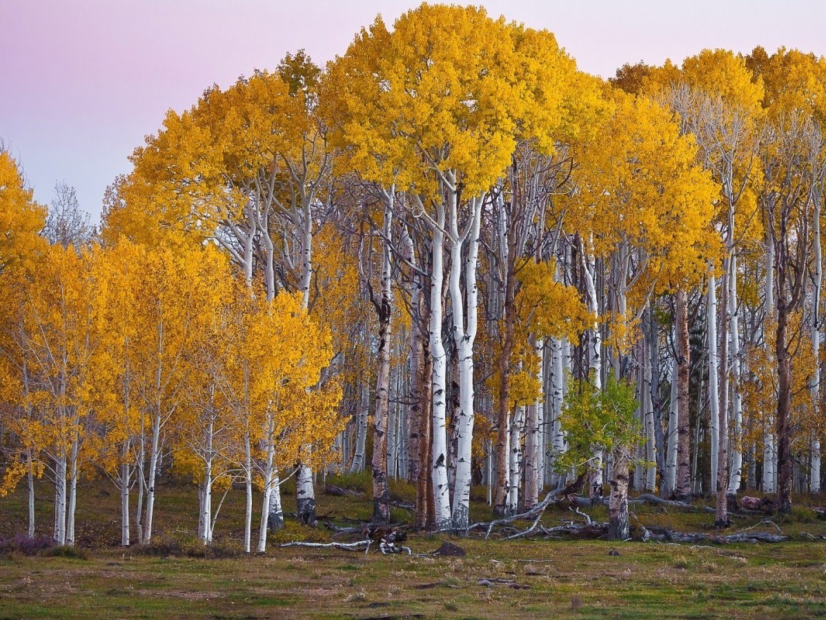Các nhà khoa học Nhật Bản phát minh ra rượu làm từ... gỗ