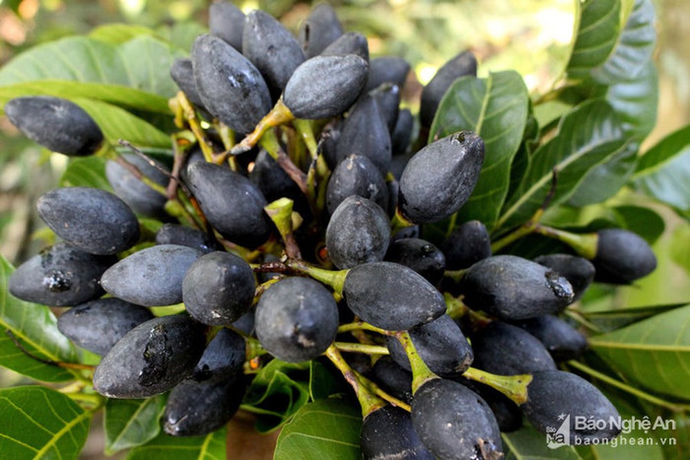 Quả trám - Vị thuốc quý trong ẩm thực