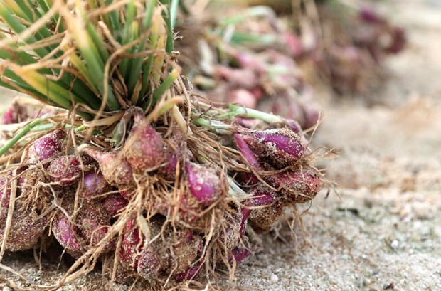 Tỏi Lý Sơn không còn cô đơn